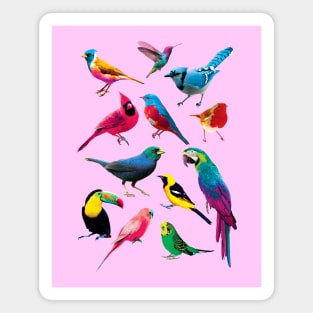 Colorful Birds Magnet